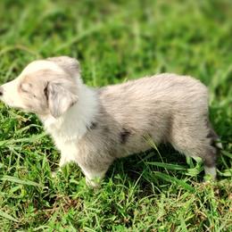 Border Collie Puppies from Bond Border Collies