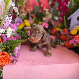 Bree - Chocolate and tan female Dachshund puppy in Wills Point, Texas from Duck Creek Farm