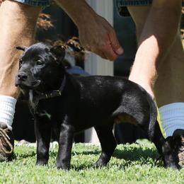Purple Collar - Black female Perro de Presa Canario puppy in Pocahontas, Illinois from Cabeza Grande Kennel