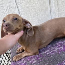 Ato - Dachshund