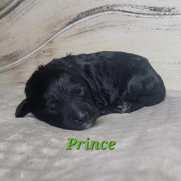 Prince (Green Collar) - Black male Goldendoodle puppy in Scurry, Texas from 07 Seven Oaks Goldens and Doodles