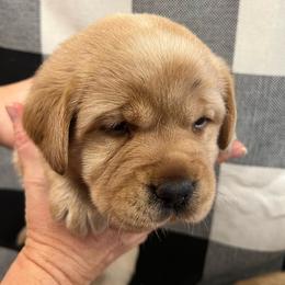 Yellow Collar - Yellow female Labrador Retriever puppy in Beaverdam, Virginia from Gold Heart Labradors