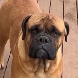 Kinley - Bullmastiff