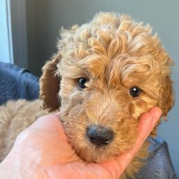 Gomer - Cream male Goldendoodle puppy in Clarksville, Tennessee from Golden Pine Designer Doodles