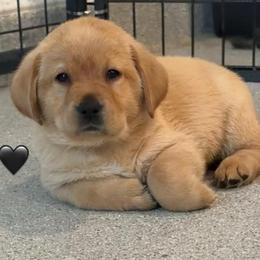 Black collar - Yellow female Labrador Retriever puppy in Clinton, Tennessee from Summer Rose