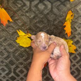 La Bamba - Cream male Poodle puppy in Hemet, California from Vallevistadoodles