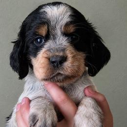 Fawn - Tri-Roan female English Springer Spaniel puppy in Fort White, Florida from Thunderbird Springers