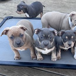 American Bully Puppies from Black Coal Bullies