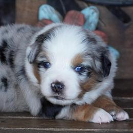 Boy 3 - Blue merle male Miniature Australian Shepherd puppy in Lawton, Oklahoma from Lindsey’s Aussies