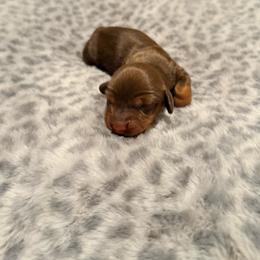 Dixie - Chocolate and tan female Dachshund puppy in Wrightwood, California from Twinkle Dachs