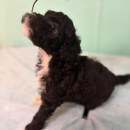 Dunkin - Silver male Poodle puppy in Sarasota, Florida from Paradise Poodles