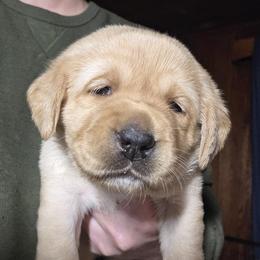 4th Pick Female - Yellow female Labrador Retriever puppy in Andrews, South Carolina from Leyland Cypress Retrievers