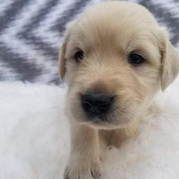 Cockapoos and Goldendoodles from Robbin's Treasures