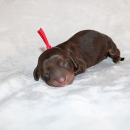Blizzard - Chocolate and tan female Dachshund puppy in Lebanon, Tennessee from TH&R Miniature Dachshunds