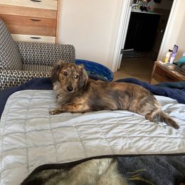 Chip - Dachshund