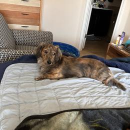 Chip - Dachshund
