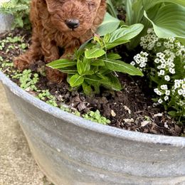 Poodle Puppies from Poodle Me Crazy