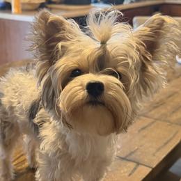 Beemer - Yorkshire Terrier
