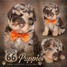 Boy 4, Patch - Merle male Bernedoodle puppy in Delphos, Ohio from Route 66 Poodles & Doodles, Sapphire Shih-tzu's of Ohio