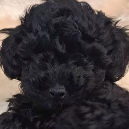 Roni - Black male Poodle puppy in Oceanside, New York from Anastasia Poodles three four seven seven five four two three four five