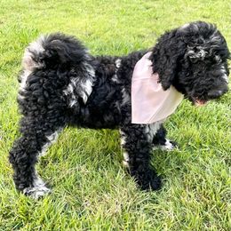 Goldendoodle and Poodle Puppies from SnickerDoodlePups