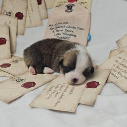 Ron Weasley-docked tail - Sable male Pembroke Welsh Corgi puppy in Deming, New Mexico from Dragon Ridge Corgis