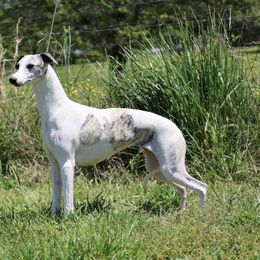 Lexi - Whippet