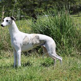 Lexi - Whippet