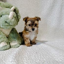 'Happy' - Tan male Morkie puppy in Durand, Wisconsin from Larson’s Legacy Aussome Aussie Kennels