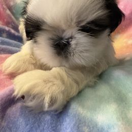 Girl 1 - Gold and white Shih Tzu puppy in Madras, Oregon from Maridee’s ShihTzu