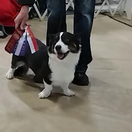 john - Cardigan Welsh Corgi