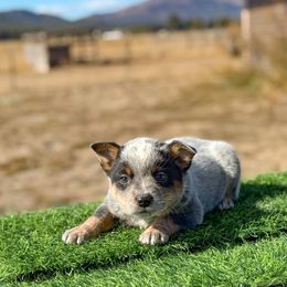 04 4D Got Me Throw N blue Strips - Blue speckled female Australian Cattle Dog puppy in Spokane, Washington from 4D Cattle Dogs