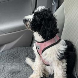 Australian Labradoodle Puppies from Golden Xpress Labradoodles