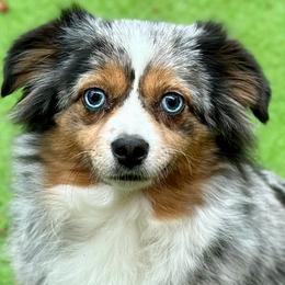 Australian Shepherds, Miniature American Shepherds, Miniature Australian Shepherds, and Toy Australian Shepherds from Dusty Spring Australian Shepherds, LLC