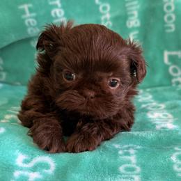 Boy 1 - Chocolate male Shih Tzu puppy in Peoria, Arizona from Jodi’s Shihtzus