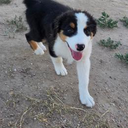 Cheese (Yellow) - Black tri-color male Australian Shepherd puppy in Vona, Colorado from Dyna Aussies
