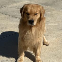 DaVinci - Golden Retriever
