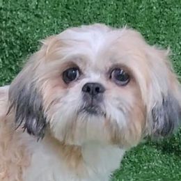 Gypsy - Shih Tzu