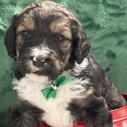 Georgia - Tri-color female Bernedoodle puppy in Phelan, California from PuppyPaws4U