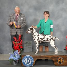 Basset Hound and Dalmatian Puppies from Lazy B Bassets and Dalmatians