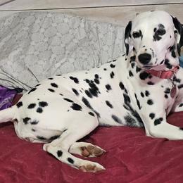 Dalmatian puppies from JSF Dalmatians LLC