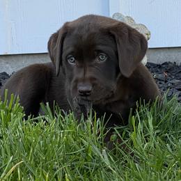 Labrador Retriever puppies from McKenzie Reign Labradors