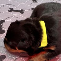 Neon Girl - Black and mahogany Rottweiler puppy in Lebanon, Oregon from SOUTH SANTIAM ROTTWEILERS