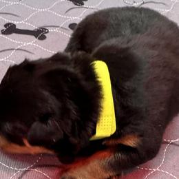 Neon Girl - Black and mahogany Rottweiler puppy in Lebanon, Oregon from SOUTH SANTIAM ROTTWEILERS