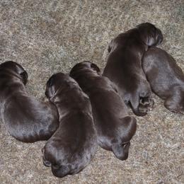 Cove - Chocolate female Labrador Retriever puppy in Camden, Indiana from Camden's Caring Canines