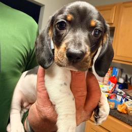 Girl 2 - Piebald female Dachshund puppy in Palm Coast, Florida from Michelle’s Mini Dachshunds