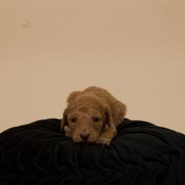 Mini - Red  female Poodle puppy in Los Angeles, California from Exquisite Doodles