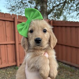 Ivy - Golden Retriever puppy from Daisy Lynn Goldens