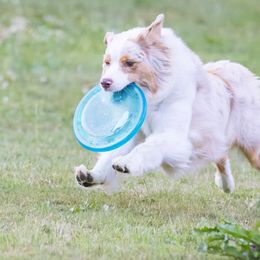 Australian Shepherd All Grown Up from Polaris Australian Shepherds