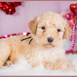 Jud - Red male Bernedoodle puppy in Connersville, Indiana from Deaz Doodle Ranch